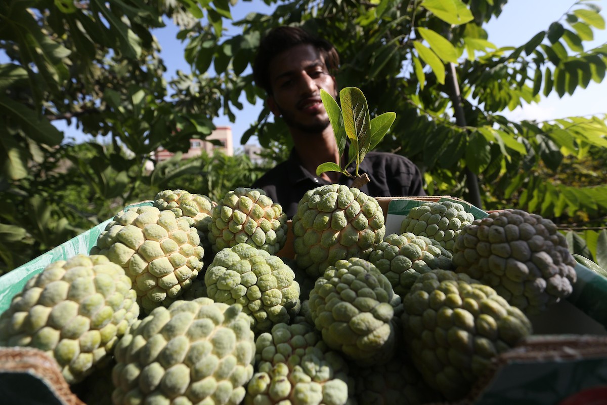 موسم حصاد فاكهة القشطة في غزة 24.jpg