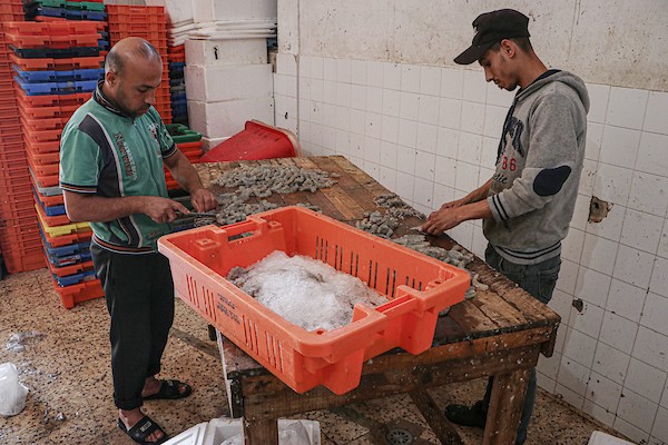 فلسطينيون يعملون في مصنع لتجميد الأسماك في مدينة غزة.jpg