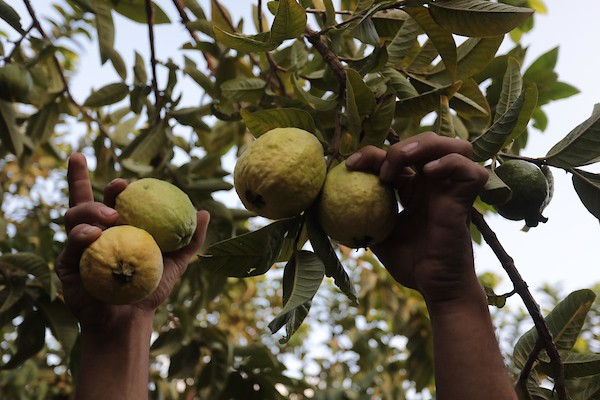 موسم قطف فاكهة الجوافة بمنطقة المواصي الساحلية غرب خان يونس 21.jpg