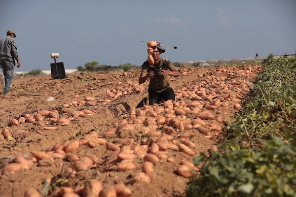 حصاد البطاطا الحلوة في خان يونس جنوب قطاع غزة 24.jpg