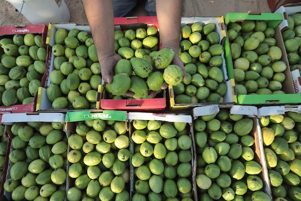 موسم قطف فاكهة الجوافة بمنطقة المواصي الساحلية غرب خان يونس 13.jpg