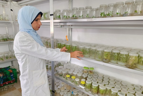 فلسطينيات ينجحن في زراعة نبات الستيفيا واستخلاص السكر المُحلى 18.jpg
