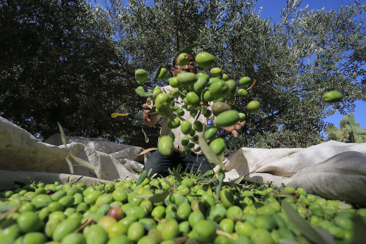 بدء موسم حصاد الزيتون في غزة وسط تفاؤل المزارعون بوفرة الانتاج 17.jpg