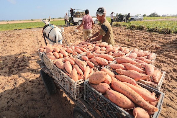 حصاد البطاطا الحلوة في خان يونس جنوب قطاع غزة 11.jpg