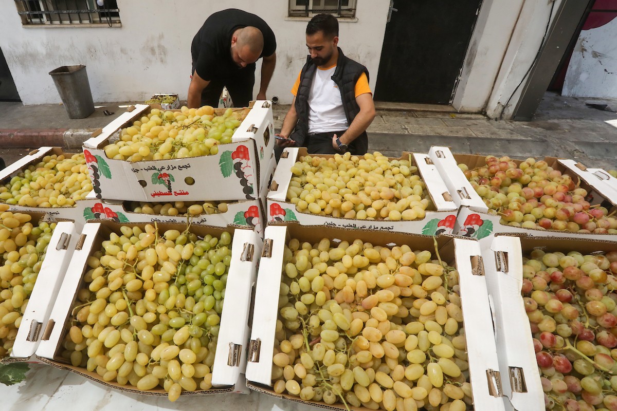بائعون فلسطينيون يبيعون العنب في سوق للعنب في مدينة رام الله بالضفة الغربية 01.jpg