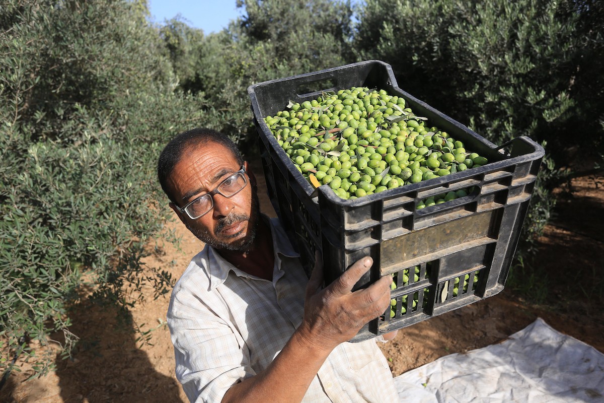 بدء موسم حصاد الزيتون في غزة وسط تفاؤل المزارعون بوفرة الانتاج 38.jpg