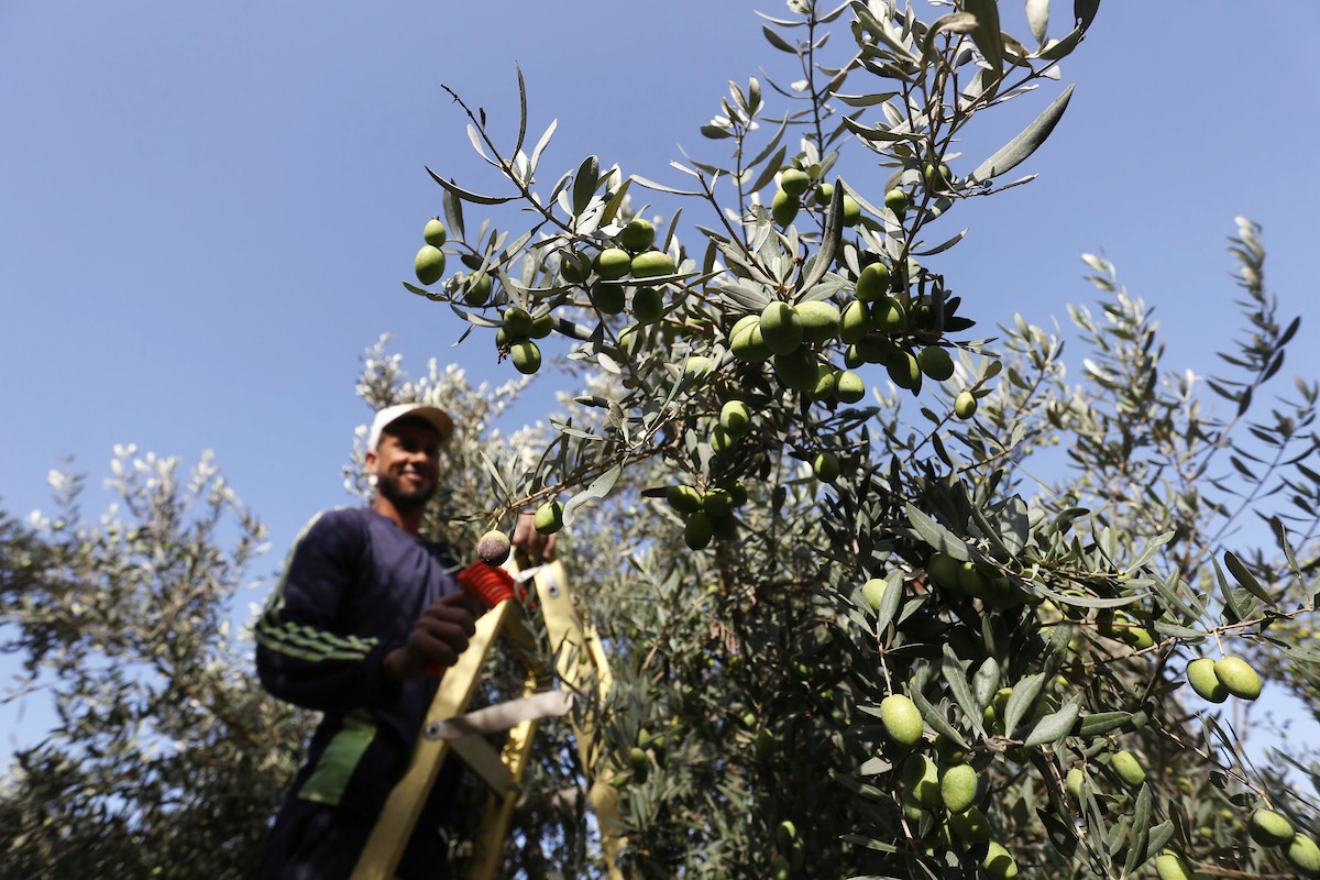 بدء موسم حصاد الزيتون في غزة وسط تفاؤل المزارعون بوفرة الانتاج 11.jpg