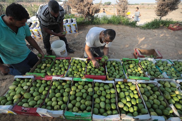 موسم قطف فاكهة الجوافة بمنطقة المواصي الساحلية غرب خان يونس 7(1).jpg