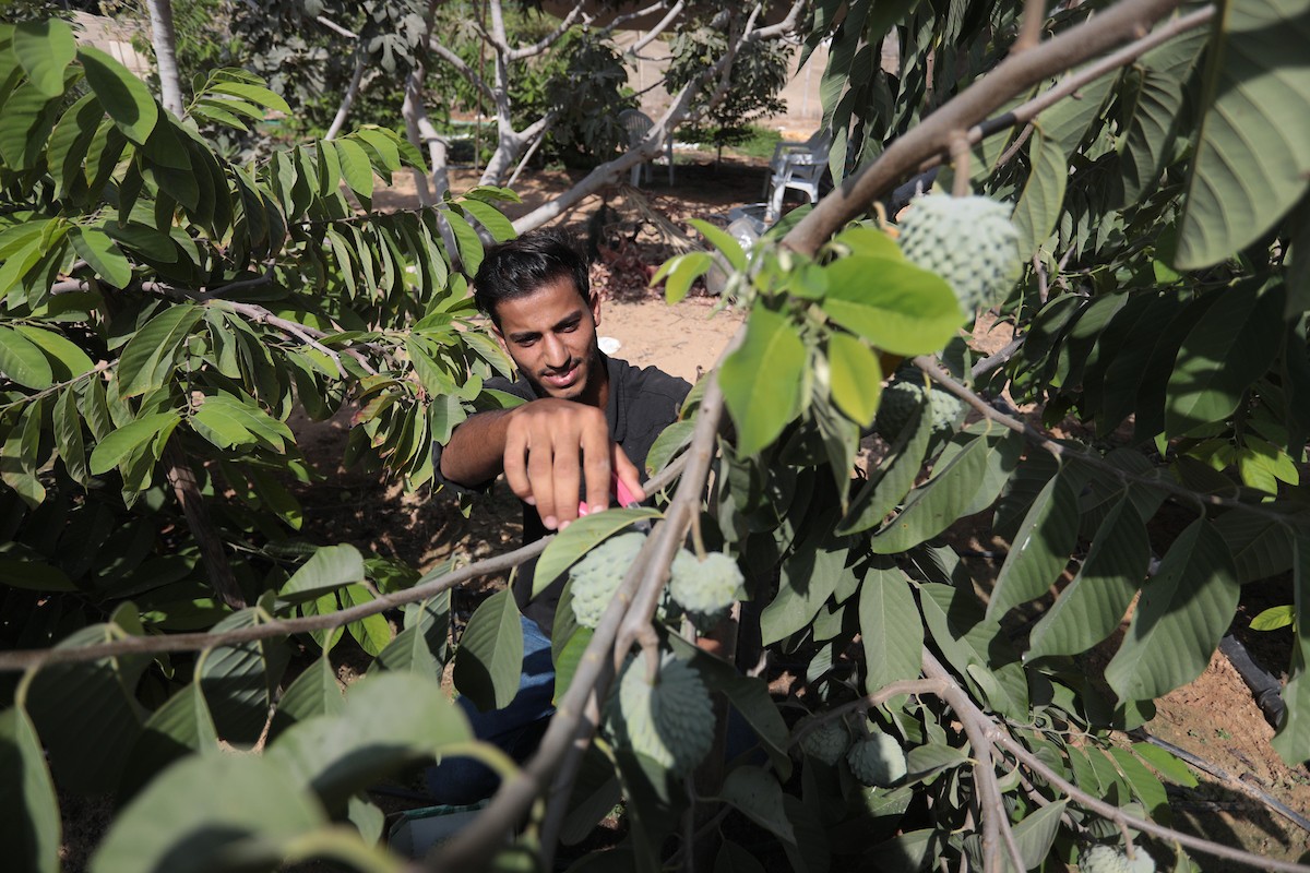 موسم حصاد فاكهة القشطة في غزة 6.jpg