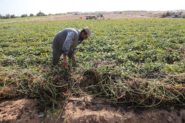 حصاد البطاطا الحلوة في خان يونس جنوب قطاع غزة 8.jpg