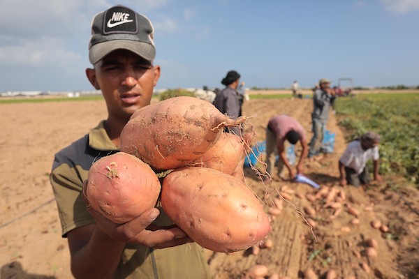 حصاد البطاطا الحلوة في خان يونس جنوب قطاع غزة 66.jpg
