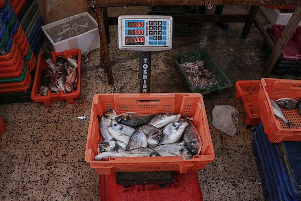 فلسطينيون يعملون في مصنع لتجميد الأسماك في مدينة غزة 16.jpg