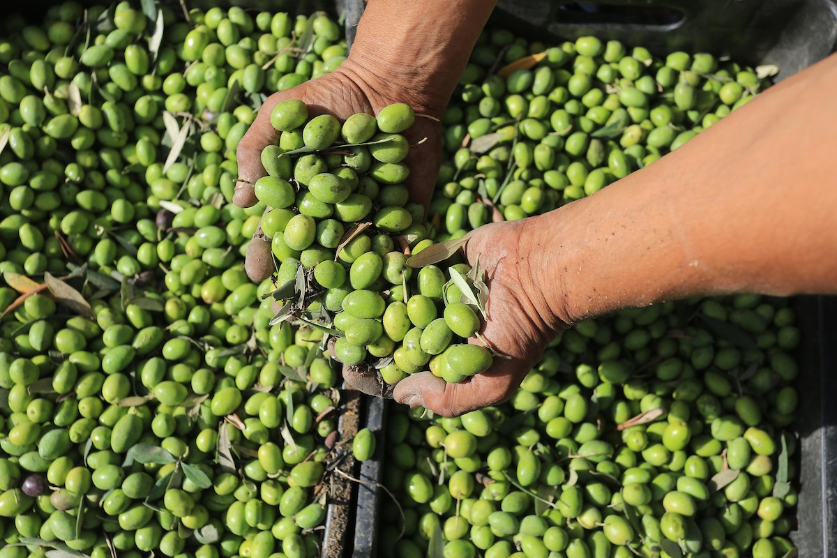 بدء موسم حصاد الزيتون في غزة وسط تفاؤل المزارعون بوفرة الانتاج 33.jpg