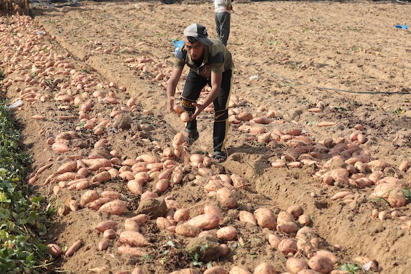 حصاد البطاطا الحلوة في خان يونس جنوب قطاع غزة 22.jpg