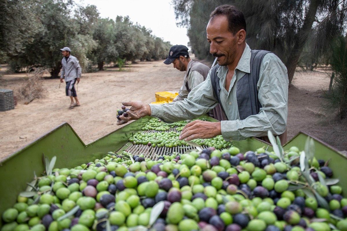 مزارعون مصريون يقطفون الزيتون خلال موسم الحصاد في قرية القطا في محافظة الجيزة(1).jpg