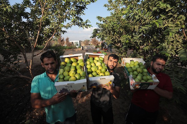 موسم قطف فاكهة الجوافة بمنطقة المواصي الساحلية غرب خان يونس 20.jpg