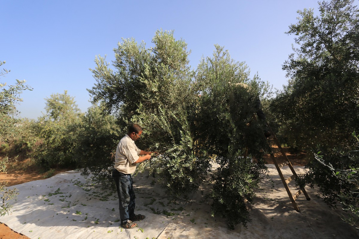 بدء موسم حصاد الزيتون في غزة وسط تفاؤل المزارعون بوفرة الانتاج 22.jpg