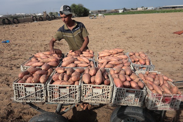 حصاد البطاطا الحلوة في خان يونس جنوب قطاع غزة 12.jpg