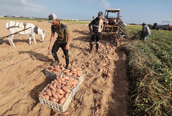 حصاد البطاطا الحلوة في خان يونس جنوب قطاع غزة 13.jpg