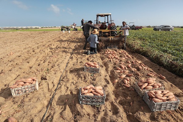 حصاد البطاطا الحلوة في خان يونس جنوب قطاع غزة 3.jpg