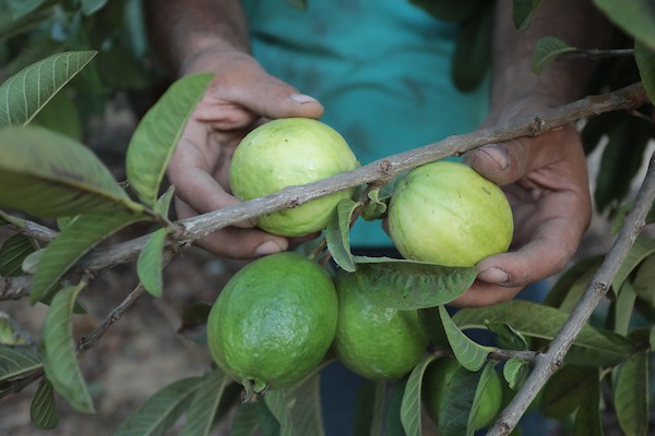 موسم قطف فاكهة الجوافة بمنطقة المواصي الساحلية غرب خان يونس 25.jpg