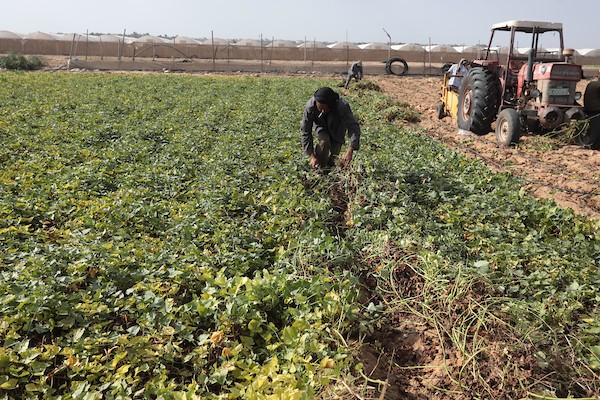 حصاد البطاطا الحلوة في خان يونس جنوب قطاع غزة 14.jpg