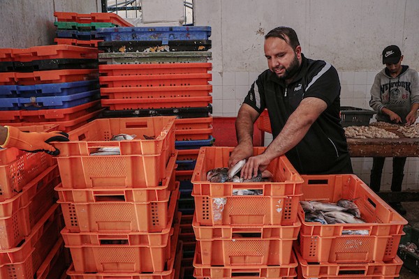 فلسطينيون يعملون في مصنع لتجميد الأسماك في مدينة غزة 11.jpg