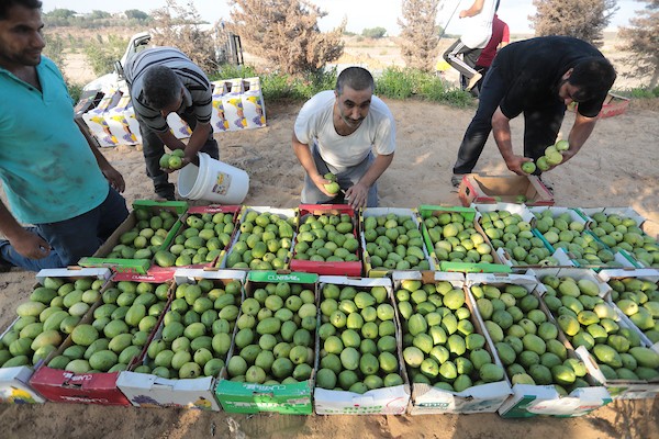 موسم قطف فاكهة الجوافة بمنطقة المواصي الساحلية غرب خان يونس 9.jpg
