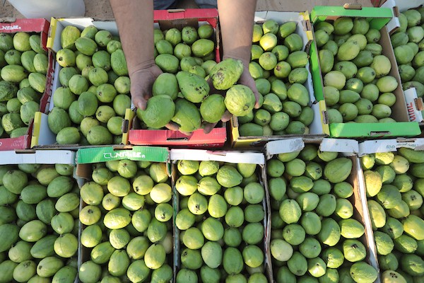 موسم قطف فاكهة الجوافة بمنطقة المواصي الساحلية غرب خان يونس 12.jpg