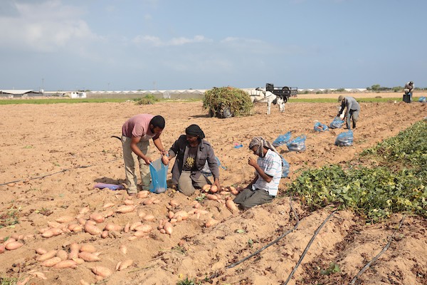 حصاد البطاطا الحلوة في خان يونس جنوب قطاع غزة 1.jpg