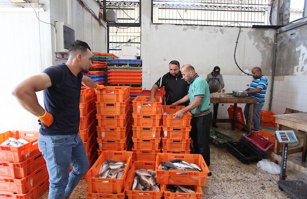 فلسطينيون يعملون في مصنع لتجميد الأسماك في مدينة غزة 55.jpg