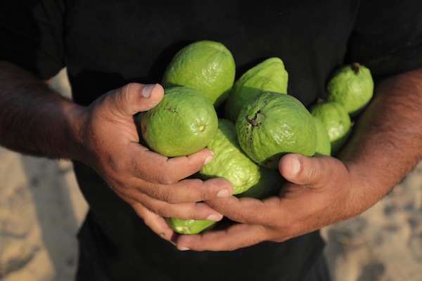 موسم قطف فاكهة الجوافة بمنطقة المواصي الساحلية غرب خان يونس 43.jpg