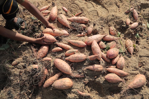 حصاد البطاطا الحلوة في خان يونس جنوب قطاع غزة 20.jpg