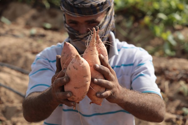 حصاد البطاطا الحلوة في خان يونس جنوب قطاع غزة.jpg