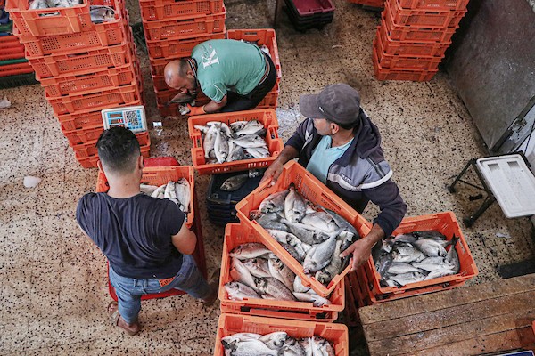 فلسطينيون يعملون في مصنع لتجميد الأسماك في مدينة غزة 25.jpg