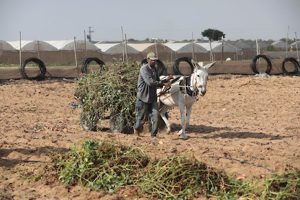 حصاد البطاطا الحلوة في خان يونس جنوب قطاع غزة 18.jpg
