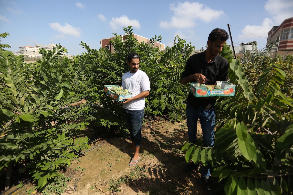 موسم حصاد فاكهة القشطة في غزة 10.jpg