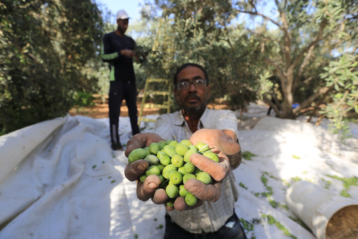 بدء موسم حصاد الزيتون في غزة وسط تفاؤل المزارعون بوفرة الانتاج 56.jpg