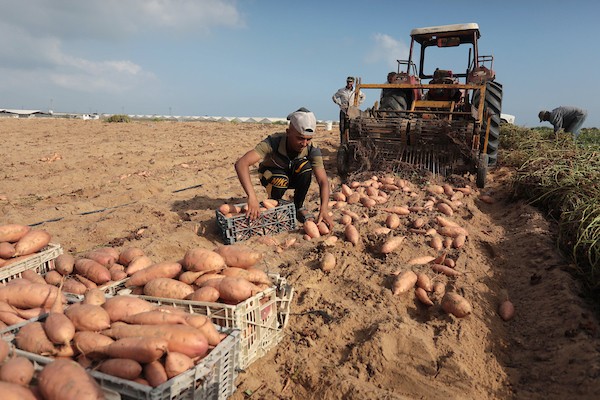 حصاد البطاطا الحلوة في خان يونس جنوب قطاع غزة 7.jpg