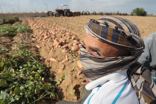 حصاد البطاطا الحلوة في خان يونس جنوب قطاع غزة 55.jpg