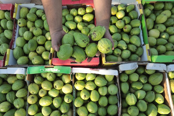 موسم قطف فاكهة الجوافة بمنطقة المواصي الساحلية غرب خان يونس 15.jpg