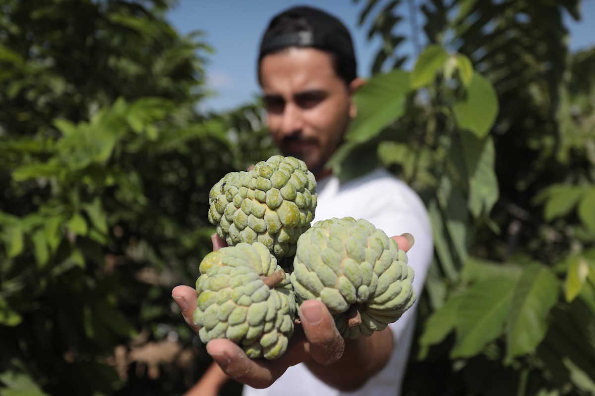 موسم حصاد فاكهة القشطة في غزة 3.jpg