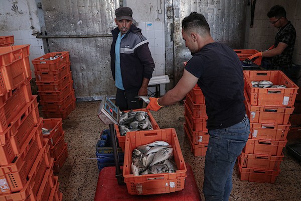 فلسطينيون يعملون في مصنع لتجميد الأسماك في مدينة غزة 21(1).jpg