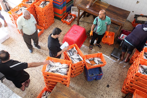 فلسطينيون يعملون في مصنع لتجميد الأسماك في مدينة غزة 0.jpg