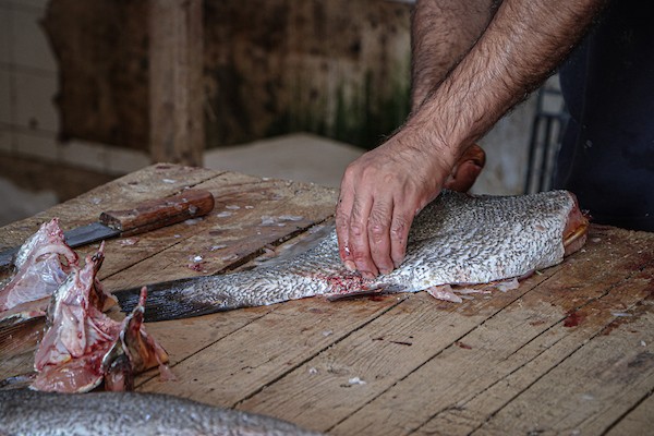 قرار تصدير الأسماك بكميات محددة شهرياً يُرهق التُجار وقطاع الصيادين في غزة 2.jpg