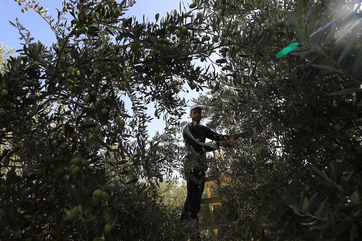 بدء موسم حصاد الزيتون في غزة وسط تفاؤل المزارعون بوفرة الانتاج 19.jpg