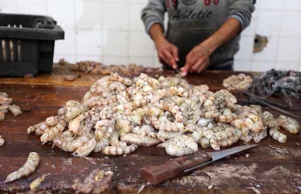 فلسطينيون يعملون في مصنع لتجميد الأسماك في مدينة غزة 32.jpg