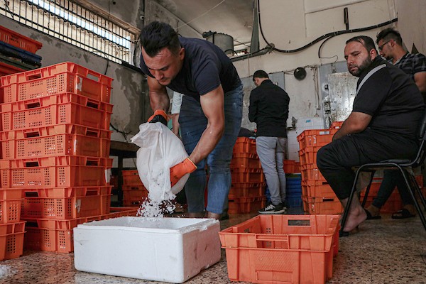 فلسطينيون يعملون في مصنع لتجميد الأسماك في مدينة غزة 14.jpg