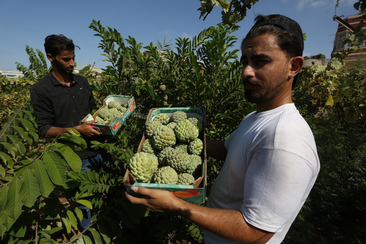 موسم حصاد فاكهة القشطة في غزة 23.jpg