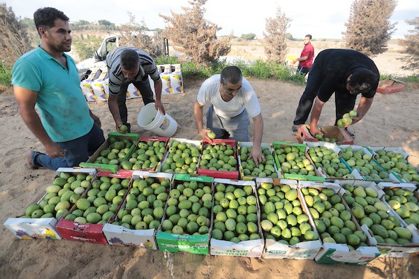 موسم قطف فاكهة الجوافة بمنطقة المواصي الساحلية غرب خان يونس 11.jpg